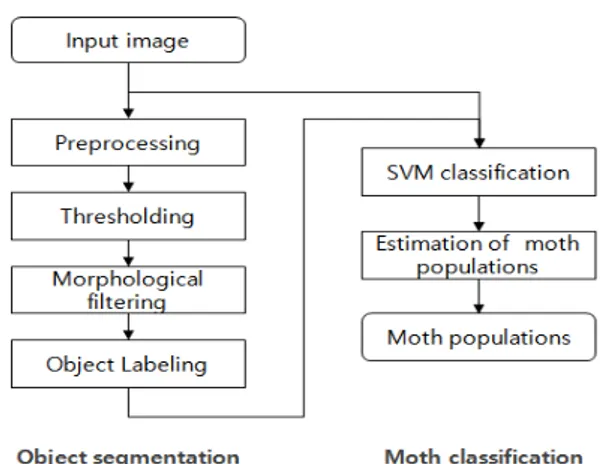 Fig. 2. Flow chart of the proposed method of estimation  of moth populations of Grapholita molestas.