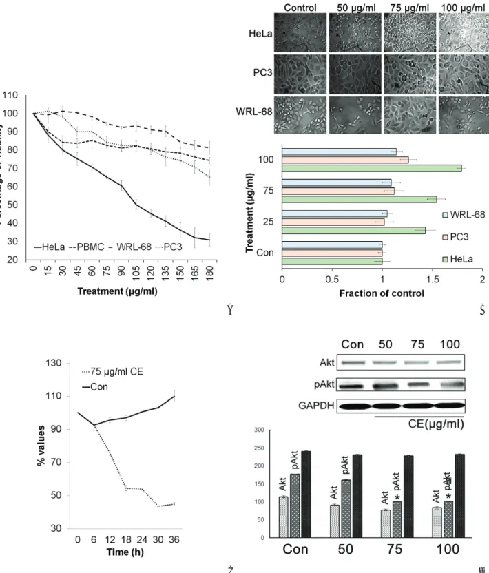 Figure 1  (A) For the MTT assay, cells were cultured in a 96-well plate and treated with different doses of CE