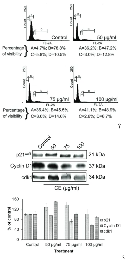 Figure 2  (A) In the cell cycle analysis, cells were treated with CE and after incubation for 24 hours, they were fixed and stained with PI
