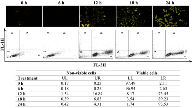 Figure 5  For the ROS evaluation,cells were harvested and fixed in 70% chilled methanol and 4% PFA for flow cytometry and microscopic study,  respectively