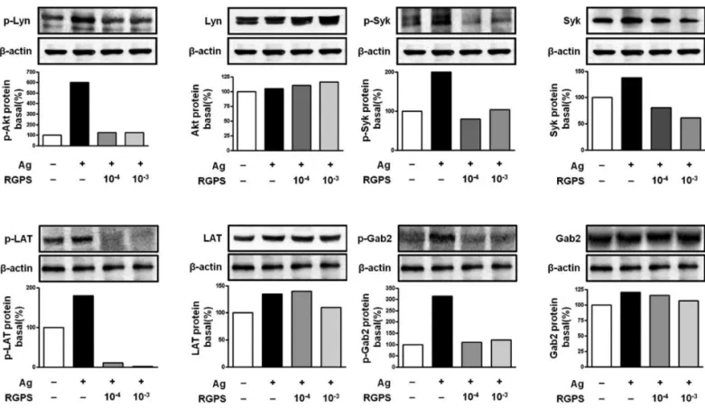 Figure 5 Effects of RGPS on the phosphorylation of Lyn, Syk, LAT and Gab2 in Fcε RI-mediated signal transduction of IgE/Ag-stimulated RBL-2H3 cells