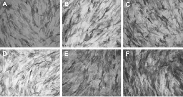 Fig. 5. ALP staining of differentiating HBMSC on the surface of the different matrices