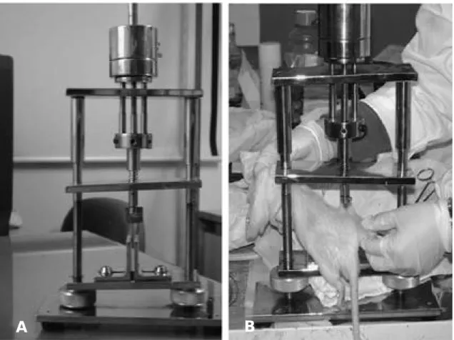 Fig. 1. (A) This fracture apparatus was used to make the femur fracture. (B) The rat was applied for fracture.