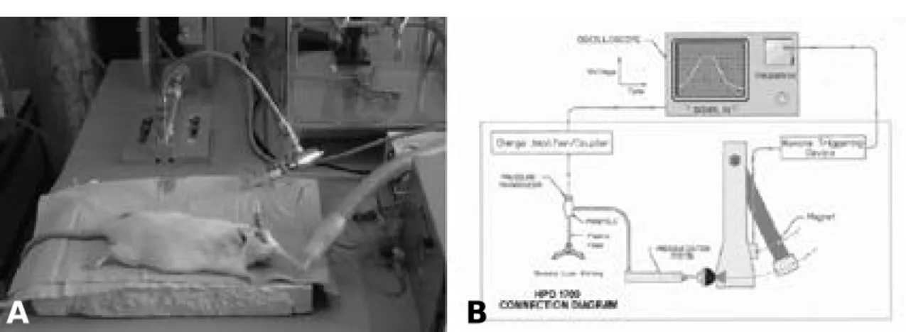 Fig. 2. (A) A craniotomy of 9 mm diameter was done over the right partial cortex. Fluid percussion injury was induced by hitting the piston with the pendulum, using the Dragon Fly fluid percussion device