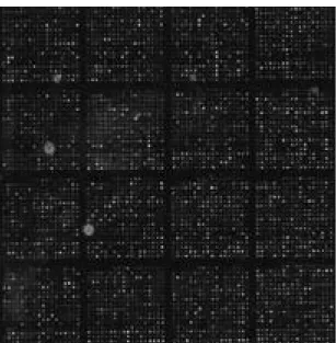 Fig. 4. Gel-electrophoresis analysis was performed using the PCR products with the rat fracture callus.