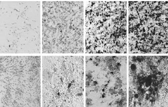 Fig. 5. Osteogenic differentiation potential of human umbilical cord blood-derived adherent cells with homogeneous fibroblast-like morphology