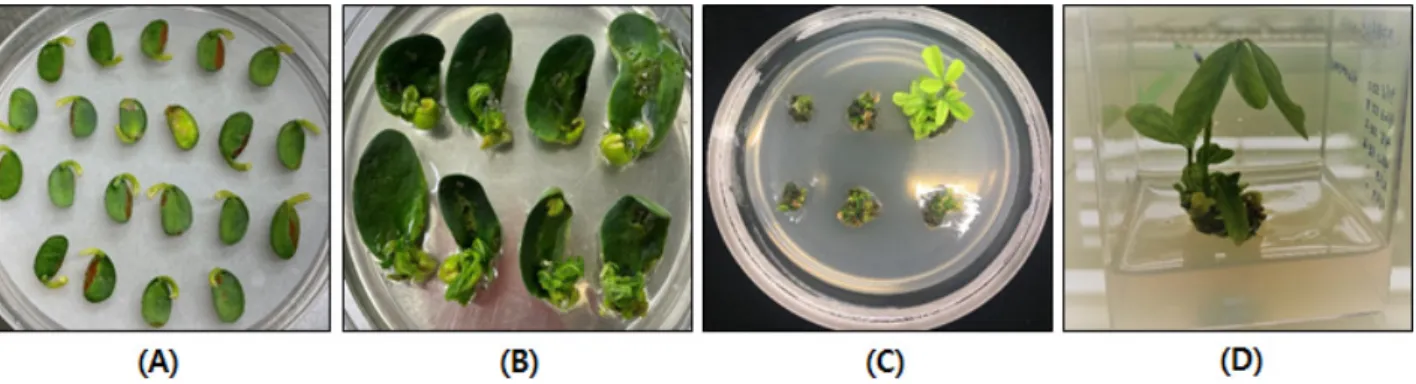 Fig. 4. Agrobacterium-mediated transformation of pBAtc:tRNA vector with bar gene for gene editing in soybean cultivar ‘Kwangan’