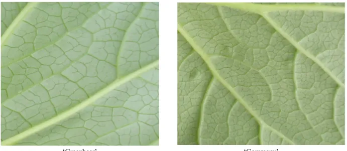 Fig. 2. Comparison of leaf vein density of ‘Greenbear’ and ‘Gommany’ varieties.