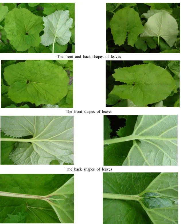 Fig. 3. The leaf shapes and characteristics on ‘Greenbear’ and ‘Gommany’ varieties. 