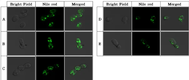 Fig. 6. Cell image of 70% ethanol extraction of red sweet pepper on R. toruloides. A, R