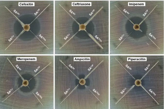 Fig. 1. Modified Hodge test for β-lactamase-producing Staphylococcus aureus ATCC 15564 (SA WT ), ciprofloxacin-induced S