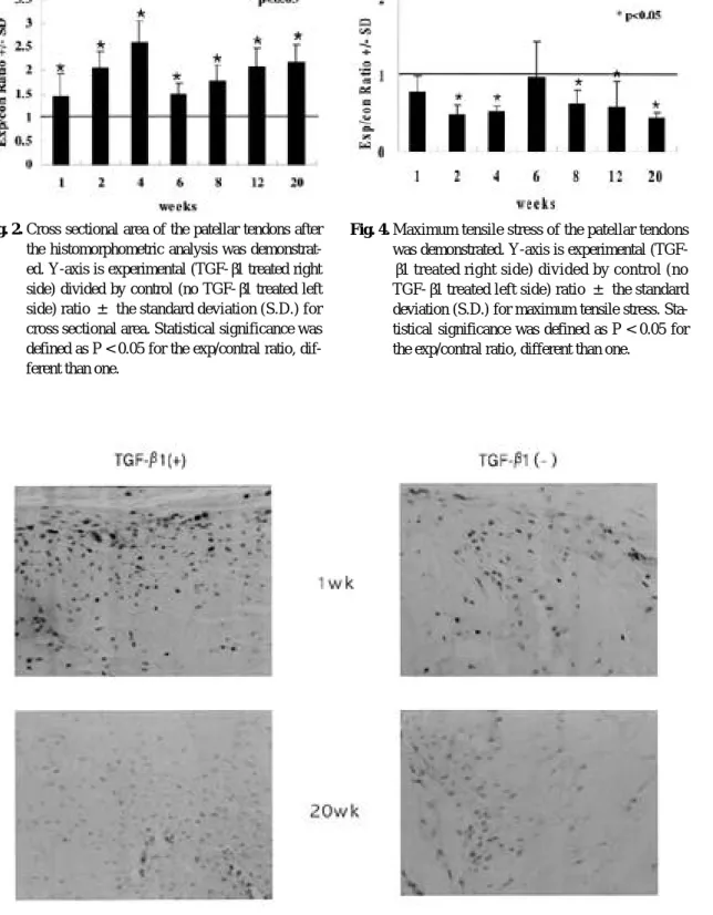 Fig. 3. Immunohistochemical staining for the type III collagen was shown (×200 magnification)
