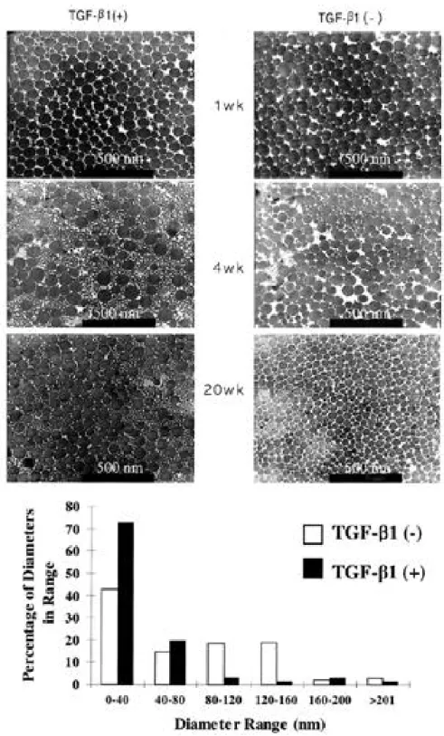 Fig. 5-A. Under the transmission electron microscopy, the increase in the number of small diameter collagen fibrils was observed in the TGF-β 1 treated tendon tissue (× 46000 magnification)