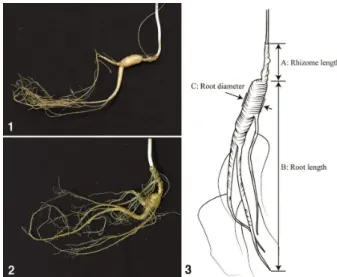 Fig. 1. Morphology characteristics of wild-simulated ginseng. 
