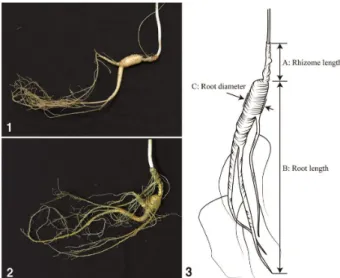 Fig. 1. Morphology of wild-simulated ginseng. (1) 7 year-old,  (2) 13 year-old, (3) morphological characteristics measured in  the study.