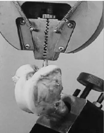 Fig. 1. A photograph shows biomechanical test with cyclic load using Instron ® machine, which grasps graft-femur bone complex with specially designed clamps.