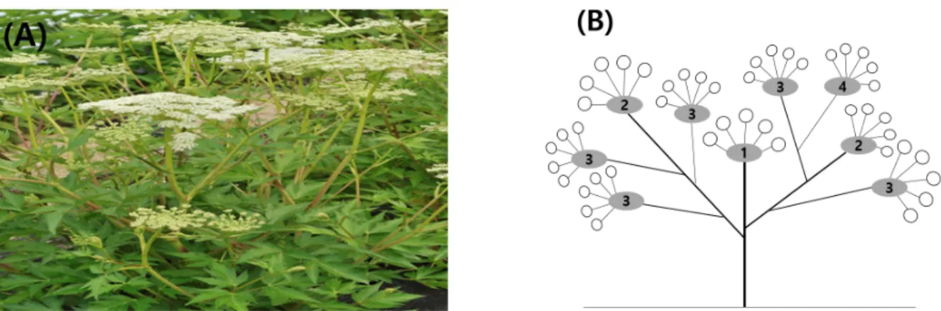 Fig. 2. Flowering stage of A. acutiloba. (A)-(B); budding, (C); before flowering, (D); flowering.