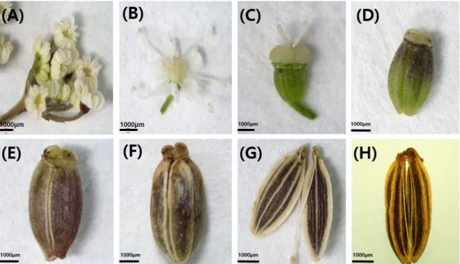Table 1. Seed weight (g/1000 seeds) by inflorescence structure according to days after flowering (DAF) of A.acutiloba DAF Harvest  day Primary Secondary Tertiary Quaternary