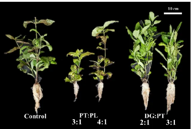 Table 6. Effect of soil type on seedling growth of Veronica rotunda var. subintegra (Nakai) T.Yamaz.