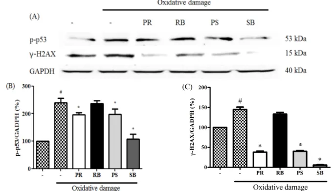 Fig. 4. The inhibitory effect of different parts from  Broussonetia kazinoki Siebold on the expression of p-p53, γ-H2AX (A), p-p53  (B), and  γ-H2AX (C) normalization graphs in NIH/3T3 cells