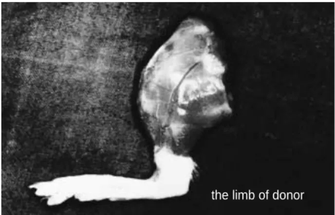 Fig. 3. Bone fixation of the femur was achieved by intramedullar nailing with an 18G needle.