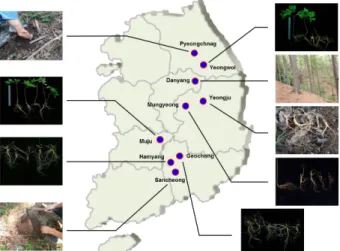 Fig. 1. Sample collected cultivation area of wild-simulated  ginseng.