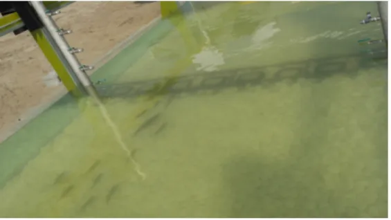 Table 4. Result of fish blocking test using light(bluegill)Fig. 5. Response and behavior of large mouth bass 