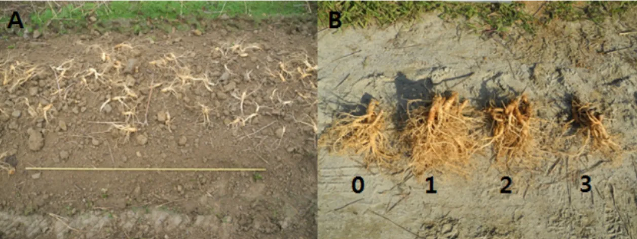 Fig. 1. The occurrence status and the disease index of root rot of 6 years old ginseng harvest fields