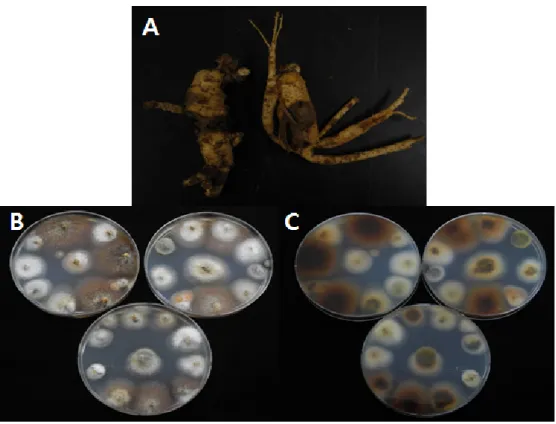 Table 2. The pathogens isolated from root rot of 6 years old ginseng on harvest fields