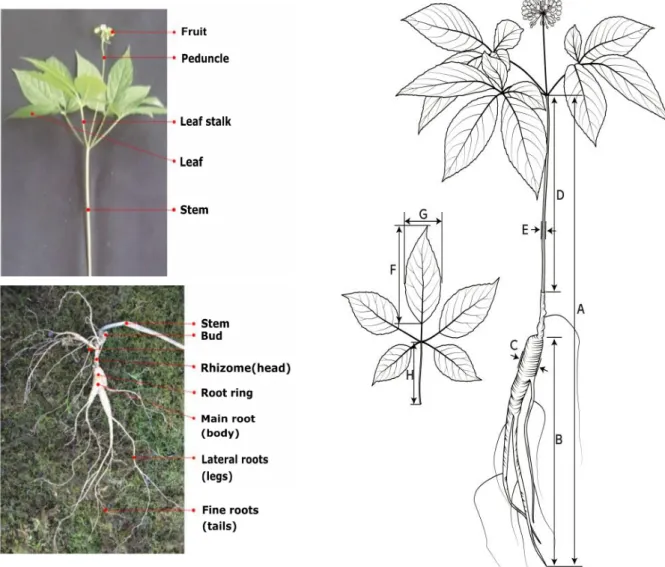 Fig. 2. The structure of Wild-simulated ginseng and investigate of growth characteristics