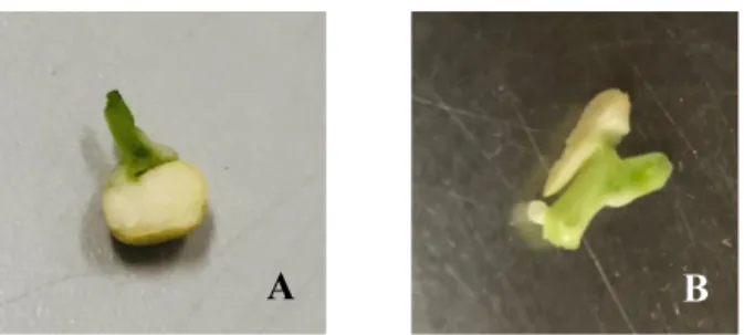 Fig. 1. Two kinds of explants used throughout this experi- experi-ment. A: explant with cotyledonary nodes, B: half-split  cotyledon originated from germinated  Pisum sativum cv