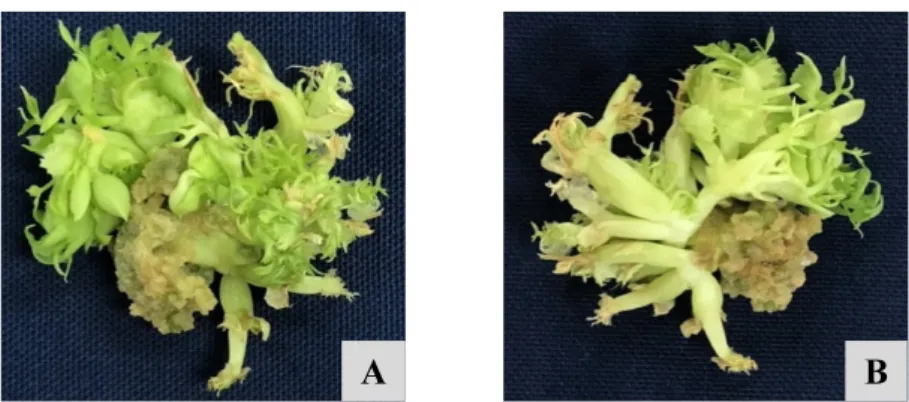 Fig. 2. Shoot regeneration from half-split cotyledon explant of pea cv. ‘Sparkle’cultured on the basal MS + B5 vitamin and 2  ㎎/L  BA combined with 1  ㎎/L TDZ after 45 days