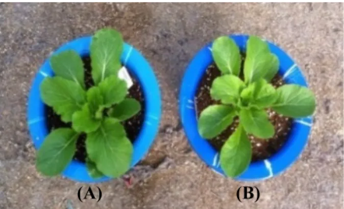 Fig.  1.  Growing  stage  of  Chinese  cabbage  both  growing  control (A) and growing drought-treated (B)