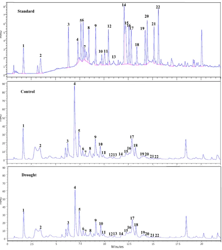 Fig. 3. High-performance liquid chromatography (HPLC) of total free amino acid in Chinese cabbage at 1 week after drought stress