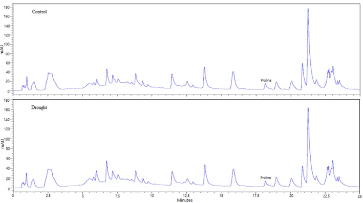 Fig. 5. High-performance liquid chromatography (HPLC) of proline in Chinese cabbage at 2 weeks after drought stress