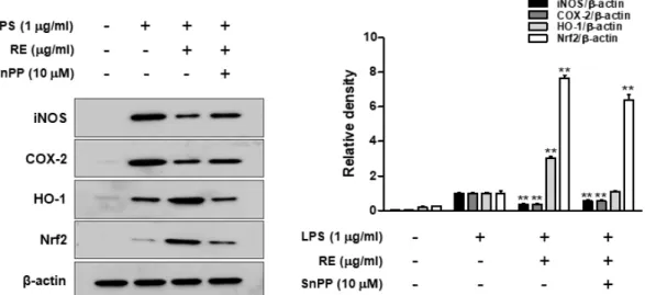 Fig. 7. Representative HPLC chromatogram detected at 254  ㎚ for different parts extracts (A) and major compound (B) of H