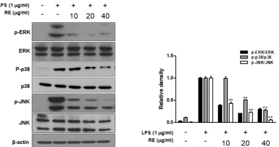 Fig. 5. Effect of RE on Cytosolic Nrf2, Nuclear Nrf2 and HO-1 expression in LPS-stimulated RAW264.7cells