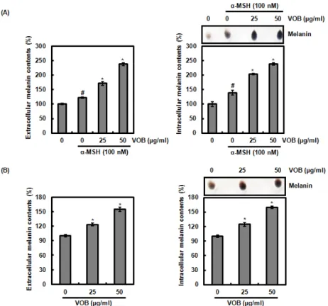 Fig. 1. Effect of VOB on melanin synthesis in B16F10 cells. (A) B16F10 cells were pretreated with VOB for 2 h and then co-treated with  α-MSH (100 nM) for 72 h