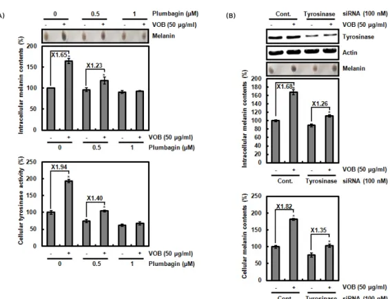 Fig. 3. Effect of tyrosinase activity on VOB-mediated melanin biosynthesis in B16F10 cells