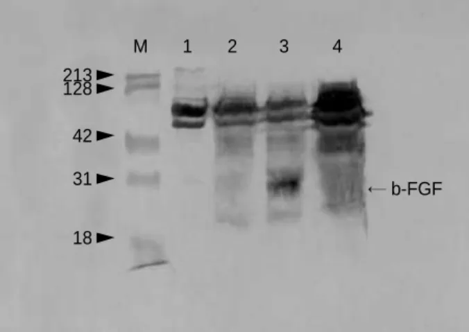 Fig. 1. Western blot analysis for b-FGF showing gradually increasing band density in the extruded and sequestrated type of HNP