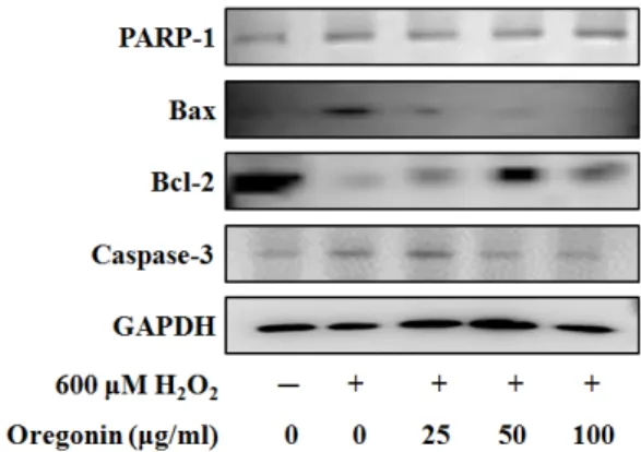 Fig. 8. Inhibitory effects of oregonin on H 2 O 2 -induced PARP-1,  Bax, Bcl-2, and caspase-3 protein expression in HDFDC