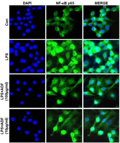 Fig. 6. The effect of ADF on the activation of NF- κB p65 in LPS-stimulated Raw264.7 cells