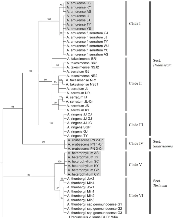 Fig. 1. Bootstrap consensus tree inferred using the Maximum Parsimony method based on nuclear rDNA-ITS sequences of the  Arisaema species