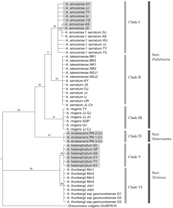 Fig. 2. Bootstrap consensus tree inferred using the Maximum Parsimony method based on chloroplast matK sequences of the  Arisaema species