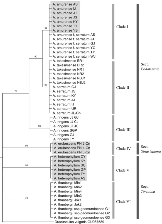 Fig. 3. Bootstrap consensus tree inferred using the Maximum Parsimony method based on chloroplast rbcL sequences of the  Arisaema species