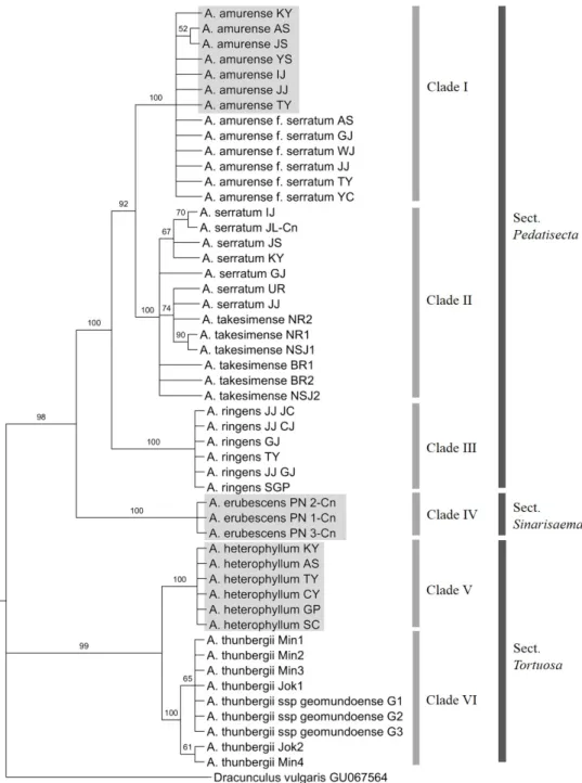 Fig. 4. Bootstrap consensus tree inferred using the Maximum Parsimony method based on the combined sequences (rDNA-ITS,  matK, and rbcL) of the Arisaema species