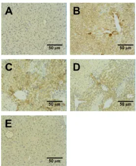 Fig. 4. Effect of the pretreatment with ASI on the tissue level of  cAMP in HIRI model rats