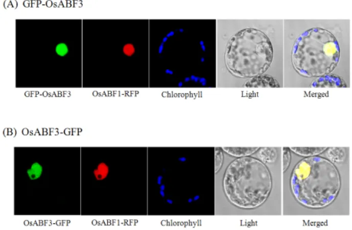 Fig. 2. Subcellular localization of GFP-OsABF3 and OsABF3-  GFP fusion proteins in transfected mesophyll protoplasts of  maize
