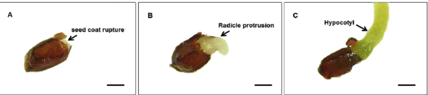 Table 2. Effect of GA 3  and kinetin concentrations on seed germination of Primula modesta var