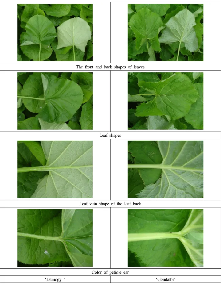 Fig. 2. Comparison of leaf shape on ‘Damogy ’ and ‘Gondalbi’ cultivars.